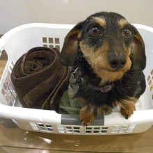 Dogwen le Teckel (Daschund) - image originale non retouchée. Photograph, Portrait Photograph, Lifest, le Photograph, Instagram Photograph, Documentar, and Photograph project by Richard Lapointe-Goupil - 12.30.2024