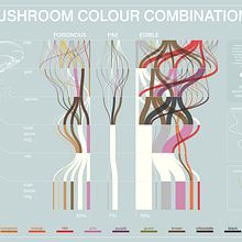 MUSHROOM COLOUR COMBINATIONS. Projekt z dziedziny Projektowanie graficzne, Infografika, Projektowanie informacji, Projektowanie interakt i wne użytkownika Manuela Tafur - 31.12.2024