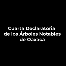 video para cuarta declaratoria de arboles notables . % alejandro hernandez cerqueda tarafından hazırlanan Video Düzenleme, Ve İçerik Pazarlaması projesi - 12.31.2024