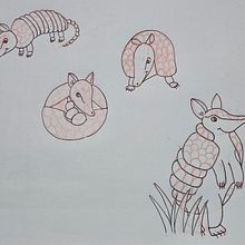 Armadillo en todas sus posiciones. Character Design, Children's Illustration, Drawing, and Pencil Drawing project by francinycordero - 12.31.2024