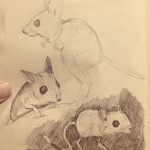My project for course: Dynamic Animal Illustration for Children’s Stories. Character Design, Children's Illustration, Drawing, and Pencil Drawing project by paul_stopmotionpro - 01.02.2025