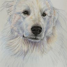 Bear Bear . Traditional illustration, and Naturalistic Illustration project by Ingrid H - 01.03.2025