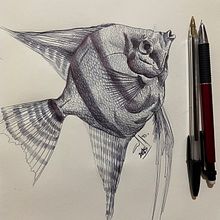 Angel Fish / Pez Escalar. Traditional illustration, and Drawing project by Camilo Muñoz - 01.04.2025