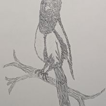Elster. Drawing, Traditional illustration, Naturalistic Illustration, and Pencil Drawing project by Rose - 01.04.2025