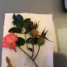 My project for course: Botanical Illustration with Watercolors. Fine Arts, Drawing, Traditional illustration, Painting, Watercolor Painting, and Botanical Illustration project by Gerdina - 01.05.2025