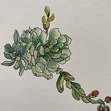 Meditative Botanical sketches. Sketching, Drawing, Traditional illustration, Botanical Illustration, Watercolor Painting, and Sketchbook project by Sally - 01.05.2025