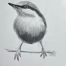Nuthatch . Traditional illustration, Watercolor Painting, Realistic Drawing, and Naturalistic Illustration project by gncontv - 01.06.2025