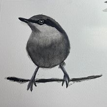 Little Nuthatch done in Watercolour. Drawing, and Fine Arts project by gncontv - 01.06.2025