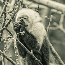 Monochrome Jungle. Photograph project by jesse_gersten - 01.07.2025