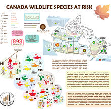 Canadian Wildlife Species at Risk 2023. Graphic Design, Infographics, Information Design & Interactive Design project by Maria Fernanda Vargas Charry - 01.10.2025