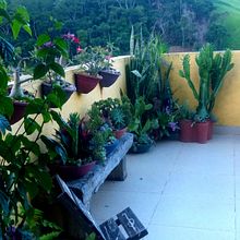 MINHA CASA. Un projet de Décoration, DIY, Art floral et végétal, Décoration d'intérieur, Design d'intérieur, Pa , et sagisme de Valeria Sampaio - 13.01.2025