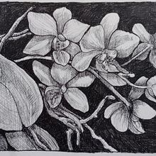 White Orchid . Drawing, Traditional illustration, Ink Illustration, Sketchbook, and Sketching project by Karen Jones - 01.13.2025