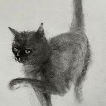 Cat . Un progetto di Disegno, Belle arti, Disegno di ritratti e Illustrazione naturalistica di Chantal Gagne - 14.01.2025