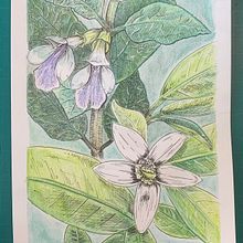 Flor de azahar y melisa Ein Projekt aus dem Bereich Traditionelle Illustration, Zeichnung, H, werk, Grafikdesign, Bildende Künste, Design, Malerei, Aquarellmalerei, Kreativität, Bleistiftzeichnung, Instagram, Artistische Zeichnung, Botanische Illustration, Zeichnen mit Buntstiften und Dekoratives Malen von Mikel Urtasun Osacar - 14.01.2025