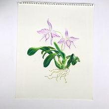 Cattleya Fidelensis . Gambar Pensil Berwarna proyek oleh alexandre_mury - 01.17.2025