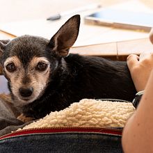 Mi proyecto del curso: Fotografía lifestyle de perros. Photograph, Portrait Photograph, Lifest, le Photograph, Instagram Photograph, Documentar, and Photograph project by Daniel Gómez - 01.17.2025