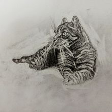 Mój projekt z kursu: ilustrowanie-zwierzat-uchwyc-dzika-przyrode-w-szkicowniku. Colagem, Ilustração tradicional, Ilustração naturalista, e Sketchbook projeto de Adam Jasiewicz - 19.01.2025