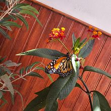 Una Mariposa. Un projet de Marketing, Publicité, Photographie smartphone, Photographie de produits, Photographie, Réseaux sociaux, Instagram, Photographie pour Instagram, Photographie lifest, le , et Marketing mobile de Viviana Contreras Acuña - 19.01.2025