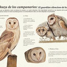 Infografía de la lechuza de los campanarios. Realistic Drawing, Traditional illustration, Digital Illustration, Naturalistic Illustration, and Presentation Design project by Valeria Ortiz Martinez - 01.22.2025