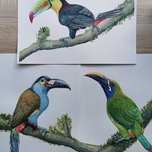 Tucanes de Venezuela . Un progetto di Illustrazione tradizionale, Pittura ad acquerello, Disegno realistico e Illustrazione naturalistica di silvana1912 - 23.01.2025
