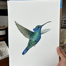 Colibrí . Realistic Drawing, Traditional illustration, Watercolor Painting, and Naturalistic Illustration project by Paola Cardenas - 01.23.2025
