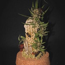 Miellisonge . Arts, Crafts, Floral, Plant Design, and Decoration project by amaginarium - 01.24.2025