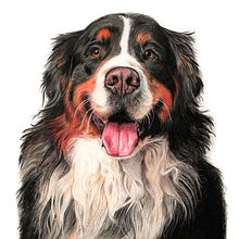 Cachorro. Traditional illustration, and Naturalistic Illustration project by @fidalgopapelariacriativa - 01.27.2025