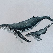 Ballena Jorobada. Naturalistic Illustration, Painting, Watercolor Painting, and Fine Arts project by Celeste Valencia - 01.28.2025