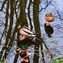 Basingstoke canal UK. Fotografia para Instagram, e Fotografia com celular projeto de Cher Cowan - 28.01.2025