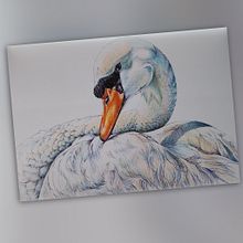 La Grazia del Cigno. Drawing, Fine Arts, Naturalistic Illustration, Pencil Drawing, Realistic Drawing, and Watercolor Painting project by Claudia Foroni - 01.28.2025