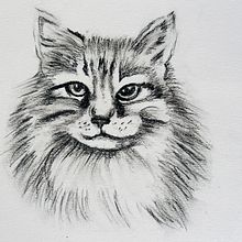 Cat. Desenho, Ilustração com tinta, Ilustração naturalista, e Artes plásticas projeto de leilashtari - 30.01.2025