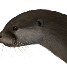 Tyrrhenolutra maremmana. Un proyecto de Ilustración naturalista				 e Ilustración digital de Sara Scheggi - 30.01.2025