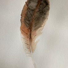 Observational watercolor of chicken feather. Watercolor Painting, and Naturalistic Illustration project by pearlyeverlasting - 01.30.2025