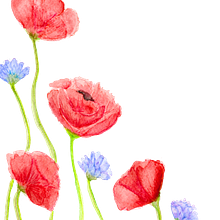 amapolas. Botanical Illustration, Traditional illustration, Painting, and Watercolor Painting project by Patricia Es - 01.31.2025