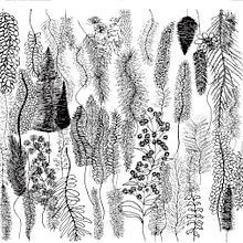 Ewé - Study 2. Sketching, Botanical Illustration, and Drawing project by Nailah I Sankofa - 02.01.2025