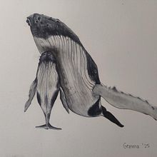 Ballenas jorobadas. Un progetto di Illustrazione naturalistica, Pittura, Pittura ad acquerello e Belle arti di gemmapadrosa - 02.02.2025