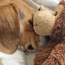 Mi proyecto del curso: Fotografía lifestyle de perros. Photograph, Portrait Photograph, Lifest, le Photograph, Instagram Photograph, Documentar, and Photograph project by navarrocuatro - 02.03.2025