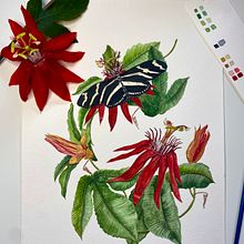 Zebra Longwing Visits a Passion Flower. Botanical Illustration, Gouache Painting, Naturalistic Illustration, Painting, Watercolor Painting, and Fine Arts project by Amanda Pratt - 02.03.2025