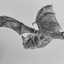 Drawing a Bat, Step-by-Step. Drawing & Ink Illustration project by Anna Wilson - 02.03.2025