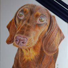 Dibujo de mi mascota como trabajo final. Traditional illustration, and Naturalistic Illustration project by filomena_oliveri - 02.08.2025