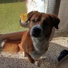 MASCOTAS - MIS MEJORES AMIGOS. Un progetto di Fotografia di Kiru Shi - 10.02.2025