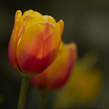 Tulips. Acr, and lic Painting project by Bea Diaz Ruggiero - 02.10.2025
