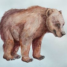 Cave Bear. Realistic Drawing, Traditional illustration, Naturalistic Illustration, and Watercolor Painting project by majorosi_zsofia - 02.10.2025