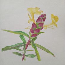 Flor Aquarela. Artes plásticas, Desenho, Ilustração tradicional, Pintura, Pintura em aquarela e Ilustração botânica projeto de Luiza Pires - 10.02.2025