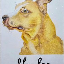 Maylee dog . Drawing project by Lidia Tapia Flores - 02.10.2025