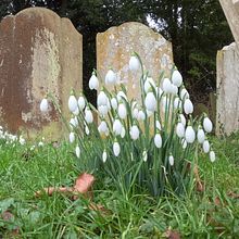 Valentine's Vlog | See beautiful Snowdrops| Country walk| Decorate with me| Bake Heart Biscuits 💖. Cinema, Vídeo e TV, Vídeo, e YouTube Marketing projeto de Sarah Cowan - 11.02.2025
