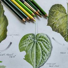 Morfología Vegetal . Fine Arts, Drawing, Traditional illustration, Painting, Watercolor Painting, and Botanical Illustration project by Britany Salomé Caluquí Enríquez - 02.14.2025