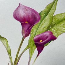 ILUSTRACIÓN DE DUBUJO. Fine Arts, Drawing, Traditional illustration, Painting, Watercolor Painting, and Botanical Illustration project by Justin Aguinaga - 02.14.2025