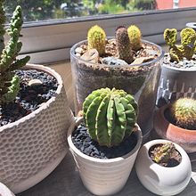 Mi rincón verde. Decoration, DIY, Floral, Plant Design, Interactive Design, Interior Decoration, and Spatial Design project by Roberto Oñat Wallace - 02.16.2025