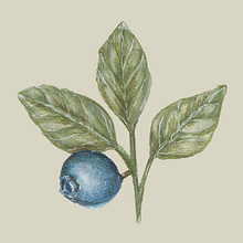 Blueberry Study Ein Projekt aus dem Bereich Bildende Künste, Zeichnung, Traditionelle Illustration, Malerei, Aquarellmalerei und Botanische Illustration von Wendy Johnston - 17.02.2025